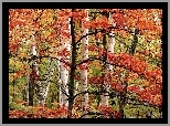 Las, Jesień, Drzewa, Liście, Kolorowe