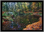 Las, Potok, Kamienie, Liście, Jesień