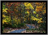 Las, Droga, Kolorowe, Drzewa, Liście, Jesień