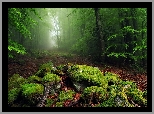 Las, Kamienie, Mech, Liście, Mgła