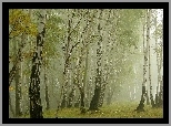 Las, Brzozowy, Mgła, Liście, Jesień