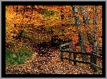 Las, Jesienią, Żółte, Pomarańczowe, Liście, Drzew
