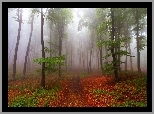 Las, Ścieżka, Drzewa, Liście, Mgła, Jesień