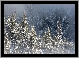 Zima, Śnieg, Drzewa, Las, Góry, Mgła
