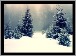 Las, Drzewa, Mgła, Zima