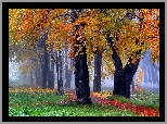 Las, Drzewa, Liście, Ścieżka, Mgła, Jesień