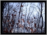 Las, Opadające, Liście, Mgła, Jesień