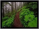 Las, Drzewa, Zielone, Liście, Mgła, Ścieżka