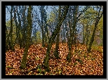 Las, Jesień, Drzewa, Opadłe, Liście
