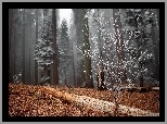 Oszroniony, Las, Mgła