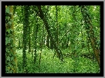 Las, Drzewa, Pnącze, Liście