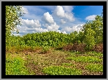Las, Zielone, Drzewa, Polana, Trawa