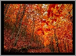 Las, Drzewa, Jesień, Pomarańczowe, Liście