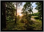 Las, Drzewa, Przebijające, Światło