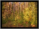 Las, Drzewa, Roślinność, Poranek