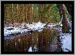 Las, Drzewa, Rozlewisko, Śnieg