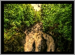Las, Drzewa, Wodospad, Black Linn Falls, Rzeka Braan, Szkocja