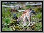 Sarenka, Las, Polana