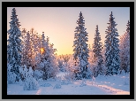 Zima, Drzewa, Ośnieżone, Las, Zachód Słońca