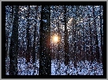 Las, Drzewa, Prześwitujące, Słońce, Zima