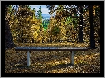 Stany Zjednoczone, Stan Montana, Las Bitterroot National Forest, Szlak Bass Creek Trail, Ławka, Drzewa