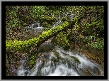 Las, Drzewa, Strumień, Kamienie