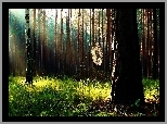 Las, Pajęczyna, Suche, Gałęzie