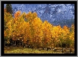Las, Jesień, Żółte, Drzewa, Szczyty, Gór