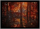 Las, Kolorowe, Liście, Przebijające, Światło, Jesień