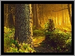 Las, Ścieżka, Przebijające, Światło, Krzewy