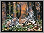 Wilki, Las, Jesień