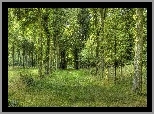 Las, Drzewa, Zarośnięta, Dróżka