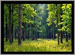 Ławka, Las, Zielone, Drzewa, Grafika