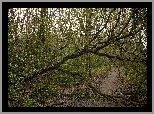 Las, Dróżka, Zwalone, Drzewo