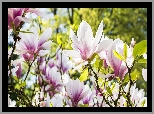 Lato, Ogród, Kwiaty, Magnolie