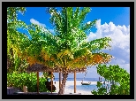 Lato, Plaża, Morze, Palmy, Tropiki