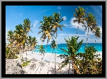Lato, Palmy, Plaża, Morze