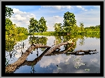 Lato, Rzeka, Drzewa, Rośliny, Połamane, Drzewo