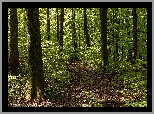 Lato, Las, Ścieżka, Rośliny, Drzewa