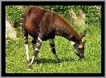 Lato, Okapi, Roślinność, Światło, Cień