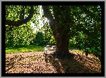 Drzewo, Kasztanowiec, Park, Ławka, Alejka, Promienie słońca