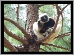 Lemur, Sifaka, Na, Drzewie