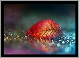 Czerwony, Liść, Bokeh