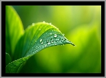 Liść, Zielony, Krople