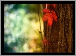 Liść, Drzewo, Las, Jesień