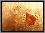 Liść, Suchy, Rośliny, Bokeh