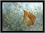 Żółty, Suchy, Liść, Bokeh