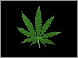 Zielony, Liść, Marihuany