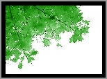 Liście, Klon, Drzewo, Niebo