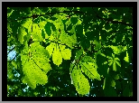 Drzewo, Kasztanowiec, Zielone, Liście